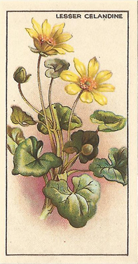 Lesser Celandine, Cigarette Card, CWS Wayside Flowers 1928