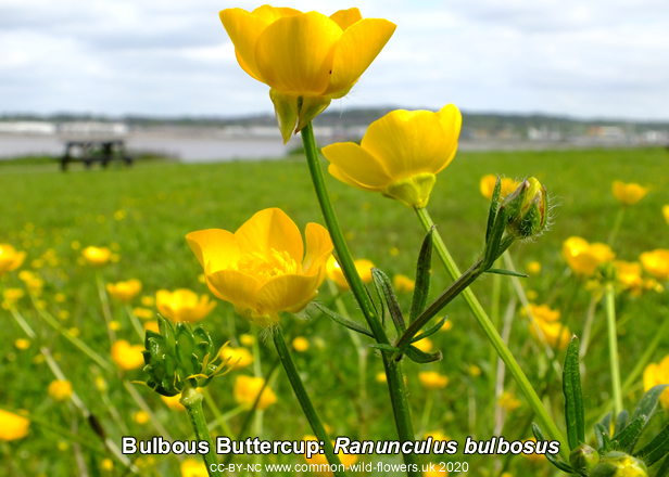 Bulbous Buttercup: Ranunculus bulbosus.British and Irish yellow wildflower.
