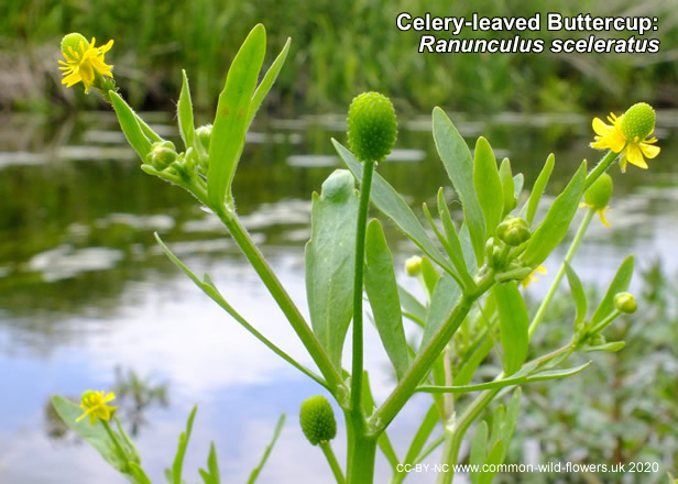 Celery-leaved Buttercup: Ranunculus sceleratus. British and Irish wildflower.