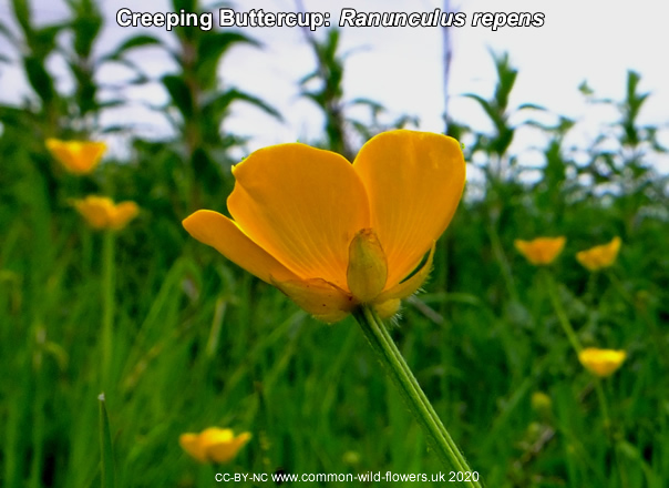 Creeping Buttercup: Ranunculus repens. British and Irish yellow flower.