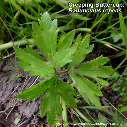 Creeping Buttercup: Ranunculus repens. British and Irish yellow flower.