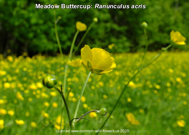 Meadow Buttercup: Ranunculus acris. British and Irish yellow flower.