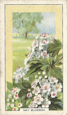 Hawthorn, Crataegus monogyna, Picture, Cigarette Cards, Gallaher Wild Flowers 1939