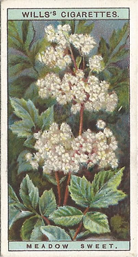 Meadow Sweet, Picture, Cigarette Card, W.D. & H.O. Wills, Wild Flowers 1923