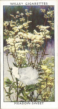 Meadow Sweet, Picture, Cigarette Card, W.D. & H.O. Wills, Wild Flowers, 2nd Series, 1937