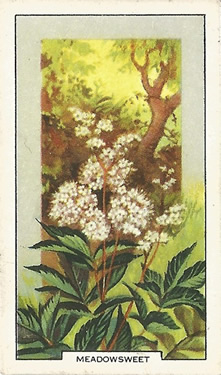 Meadowsweet, Picture, Cigarette Card, Gallaher Wild Flowers 1939
