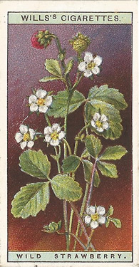 Wild Strawberry, Picture, Cigarette Card, W.D. & H.O. Will's Wild Flowers 1923