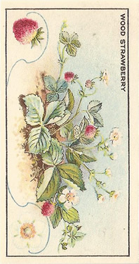Wood Strawberry, Picture, Cigarette Card, CWS Wayside Flowers 1928