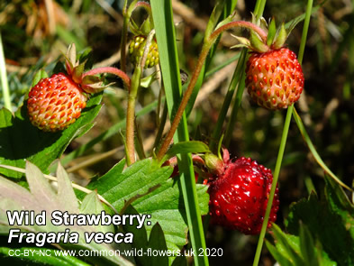 Wild Strawberry: Fragaria vesca. British and Irish wild flower.