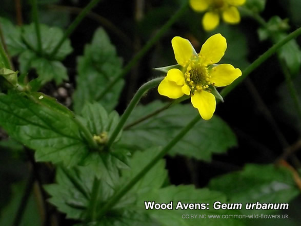 Wood Avens: Geum urbanum. Photograph. British and Irish Wildflower. Yellow.