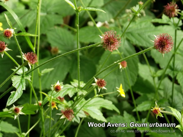 Wood Avens: Geum urbanum. Photograph. British and Irish Wildflower. Yellow.