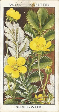 Silverweed, Picture, Cigarette Card, W.D. & H.O. Will's Wild Flowers 1936
