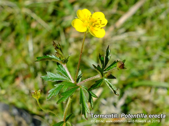 Tormentil: Potentilla erecta