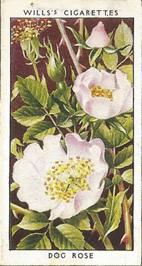 Dog-rose. Rosa canina. Picture. Cigarette Card. Will's Wild Flowers 1936