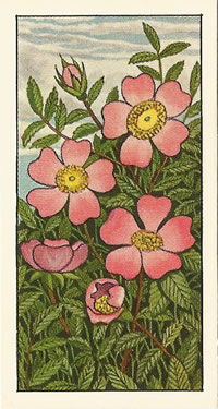Wild Rose. Rosa canina. Picture. Cigarette Card. Ty-Phoo Wild Flowers 1961