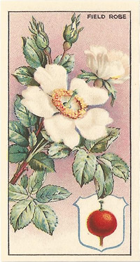 Field Rose, Picture, Cigarette Card, CWS Wayside Flowers 1928