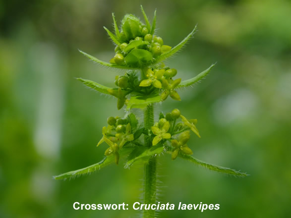 Crosswort: Cruciata laevipes. Wild flower. UK and Ireland.