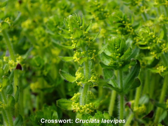 Crosswort: Cruciata laevipes. Wild flower. UK and Ireland.