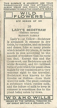 Lady's Bedstraw: Galium verum. Yellow wild flower. Cigarette Card. Will's Wild Flowers 1937