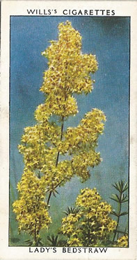 Lady's Bedstraw: Galium verum. Yellow wild flower. Cigarette Card. Will's Wild Flowers 1937