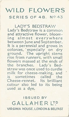 Lady's Bedstraw: Galium verum. Yellow wild flower. Cigarette Card. Gallaher Wild Flowers 1939