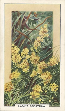 Lady's Bedstraw: Galium verum. Yellow wild flower. Cigarette Card. Gallaher Wild Flowers 1939