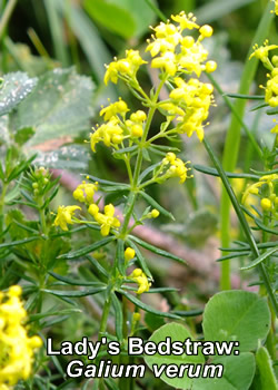 Lady's Bedstraw: Galium verum. Wildflower. Yellow.