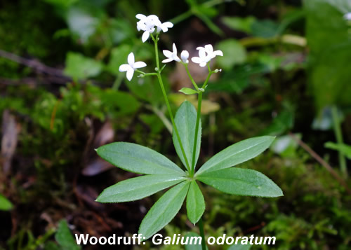 Woodruff: Galium odoratum