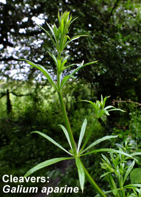 Cleavers: Galium aparine. Wild flower.