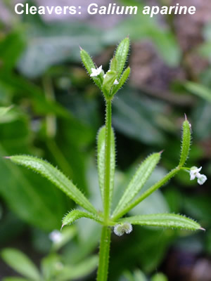 Cleavers: Galium aparine.  Wild flower.