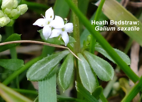 Heath Bedstraw Galium saxatile. British and Irish wildflower.