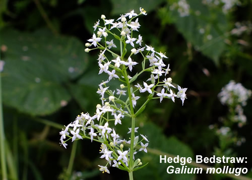 Hedge Bedstraw Galium mollugo. British and Irish wildflower.