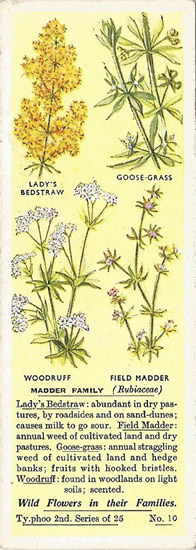Madder Family. Tea Card. Typhoo Wild Flowers in their Families 1937
