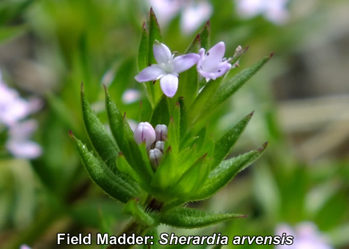 Field Madder: Sherardia arvensis