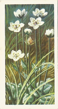 Grass of Parnassus: Parnassia palustrus. Picture. Tea Card. Brooke Bond Wild Flowers 1959