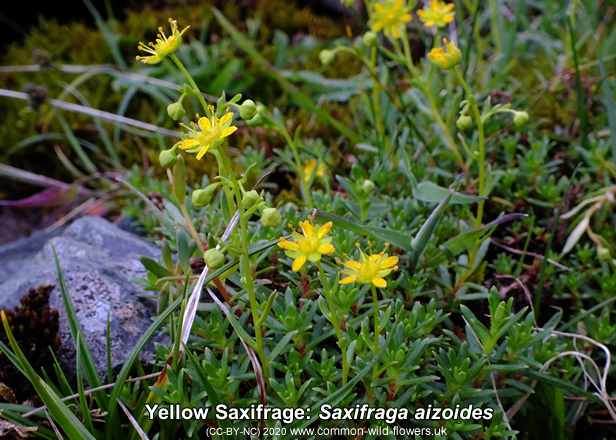 Yellow Saxifrage: Saxifraga aizoides. Yellow wildflower. Britain and Ireland.