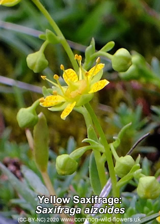 Yellow Saxifrage: Saxifraga aizoides. Yellow wildflower. Britain and Ireland.