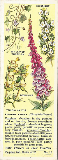 Figwort Family, Tea Card, Typhoo Tea,  Wild Flowers in their Families, 2nd Series, 1937