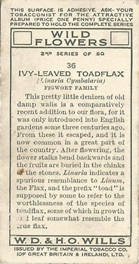 Ivy-leaved Toadflax: Cymbalaria muralis. Will's Wild Flowers 1937