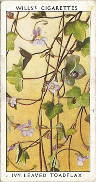 Ivy-leaved Toadflax: Cymbalaria muralis. Will's Wild Flowers 1937