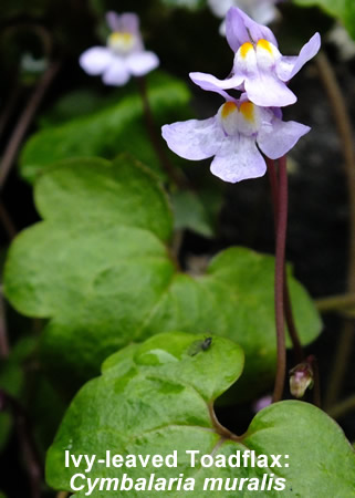 Ivy-leaved Toadflax: Cymbalaria muralis