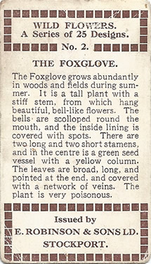 Foxglove: Digitalis purpurea. Cigarette card. Robinson's 'Wild Flowers' 1915