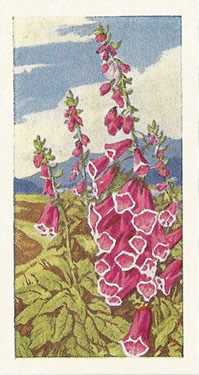 Foxglove. Digitalis purpurea. Picture. Trade Card. Sweetule Wild Flowers 1960