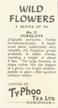 Foxglove. Digitalis purpurea. Picture. Tea Card. Ty-Phoo Wild Flowers 1961