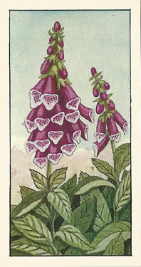 Foxglove. Digitalis purpurea. Picture. Tea Card. Ty-Phoo Wild Flowers 1961