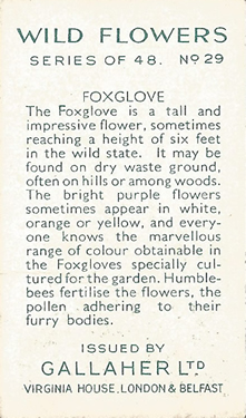 Foxglove Picture, Cigarrete Card, Gallaher Wild Flowers 1939