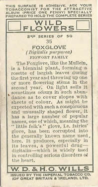 Foxglove, Picture, Cigarette Card, W.D. & H.O. Wills, Wild Flowers, 2nd Series, 1937