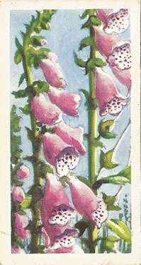 Foxglove. Digitalis pupurea. Picture. Tea Card. Brooke Bond Wild Flowers 1959