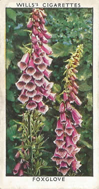 Foxglove, Picture, Cigarette Card, W.D. & H.O. Wills, Wild Flowers, 2nd Series, 1937