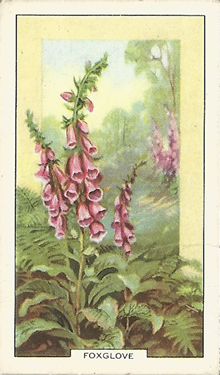 Foxglove Picture, Cigarrete Card, Gallaher Wild Flowers 1939